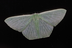 Thalassodes intaminata