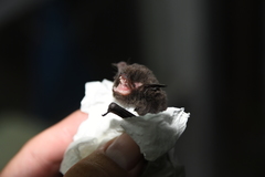 Submyotodon latirostris