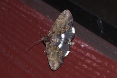 Ercheia dubia