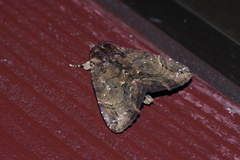 Ercheia dubia