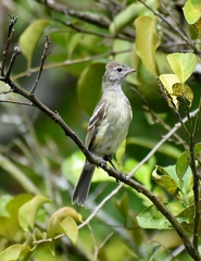 Elaenia flavogaster