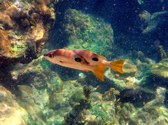 Lutjanus monostigma