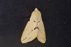 Spilarctia seriatopunctata