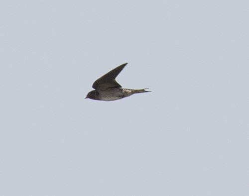 Angola Swallow (Hirundo angolensis), photo 3