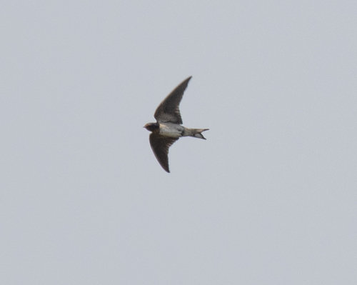 Angola Swallow (Hirundo angolensis), photo 4