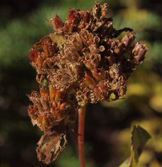 Spiraea splendens splendens
