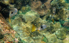 Lutjanus monostigma