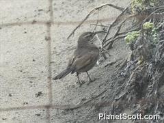 Upucerthia saturatior