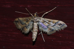 Hydriris ornatalis