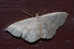 Scopula plumbearia