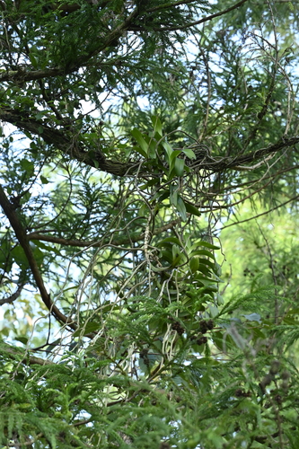 Cleisostoma paniculatum, photograph 2