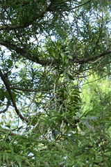 (c) 曾昱承 Yu-Cheng Zeng, some rights reserved (CC BY) Cleisostoma paniculatum, photograph (c) 曾昱承 Yu-Cheng Zeng, some rights reserved (CC BY)