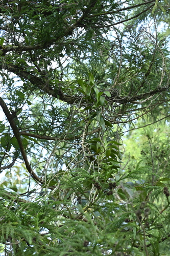 Cleisostoma paniculatum, photograph 1