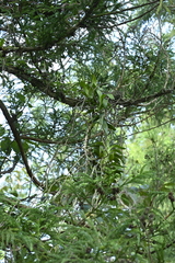 Cleisostoma paniculatum