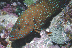 Cephalopholis cyanostigma