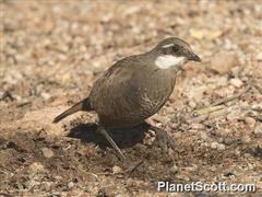Pteroptochos megapodius