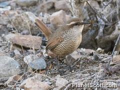Scelorchilus albicollis