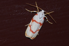 Cyana unipunctata