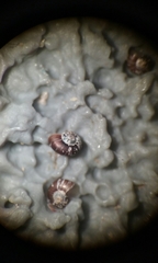 Skeneopsis planorbis