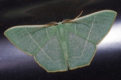 Pelagodes proquadraria