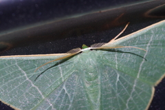 Pelagodes proquadraria