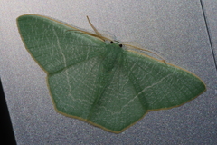 Pelagodes proquadraria