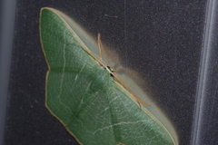 Pelagodes proquadraria