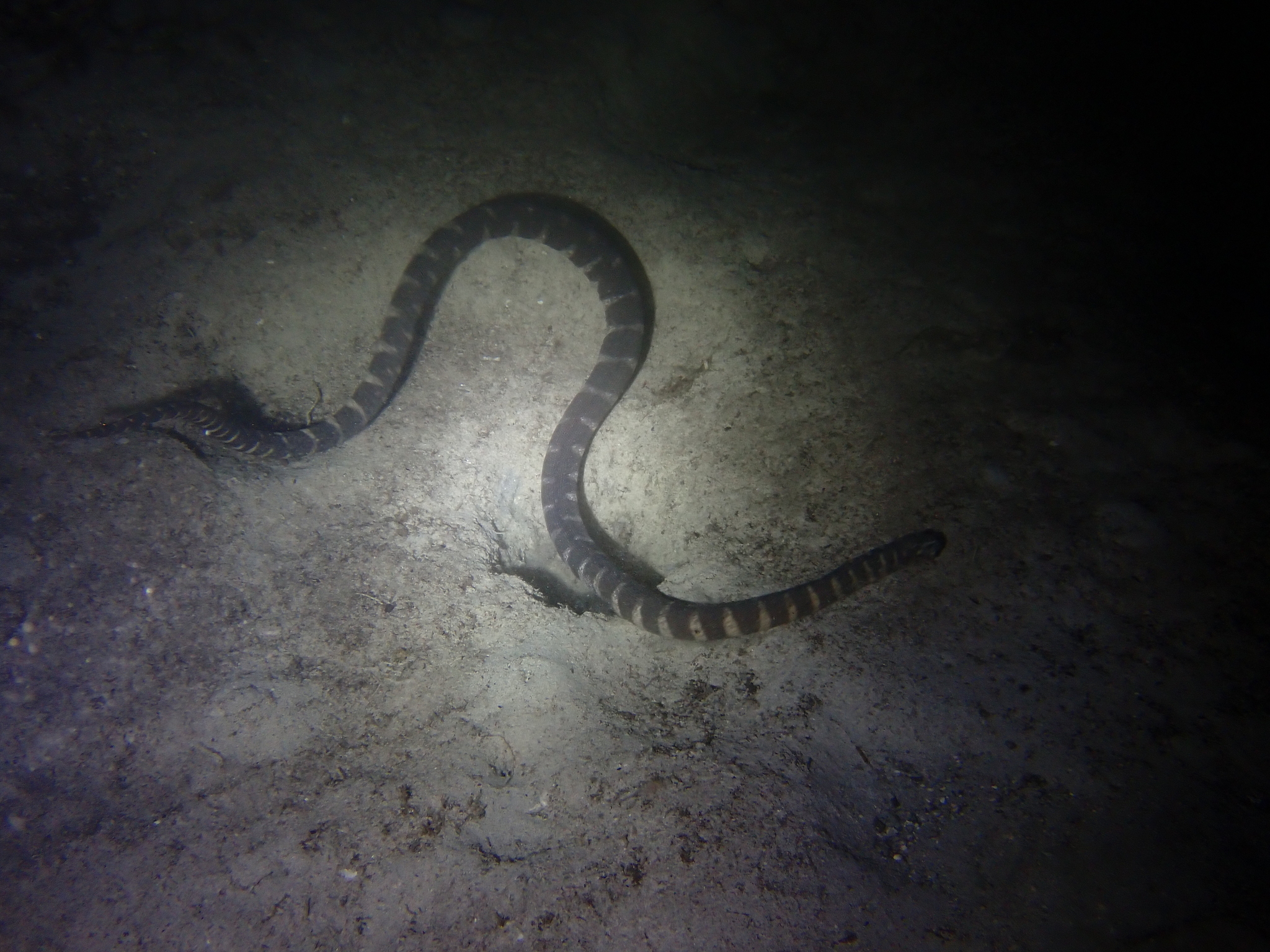 Acrochordus granulatus (Schneider, 1799)