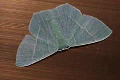 Pelagodes proquadraria