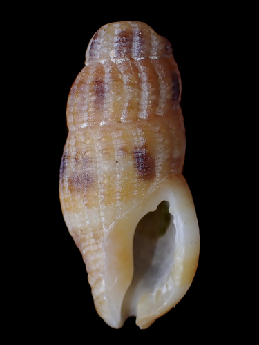 Caducifer truncata observed 2025-09-01
