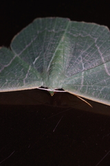 Pelagodes proquadraria