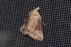 Hypocala biarcuata