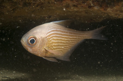 Pempheris multiradiata