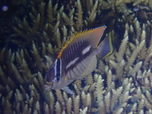 Chaetodon trifascialis