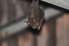 Rhinolophus formosae