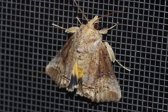 Hypocala biarcuata