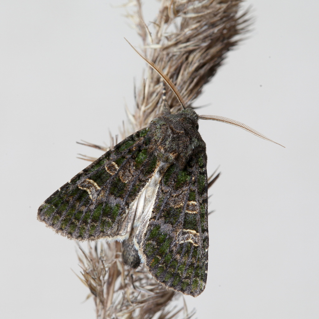 Sidemia spilogramma