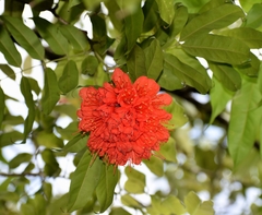 Brownea coccinea
