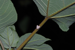 Neachrostia bipuncta