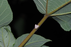 Neachrostia bipuncta