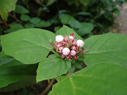 Clerodendrum japonicum, 2025-08-31