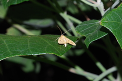 Conogethes punctiferalis