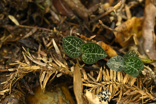 Taiwan Jewel Orchid (Anoectochilus formosanus)