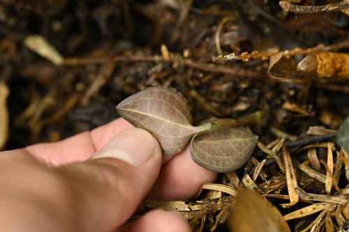 Anoectochilus formosanus, photograph 3