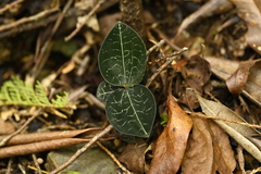 Anoectochilus formosanus, photograph (c) 曾昱承 Yu-Cheng Zeng, some rights reserved (CC BY)