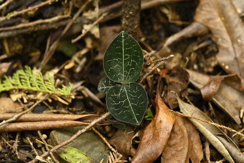 Anoectochilus formosanus, photograph 4