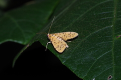 Conogethes punctiferalis