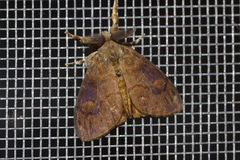 Orgyia triangularis