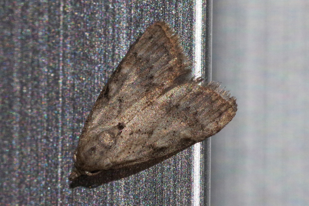 Manoba melancholica