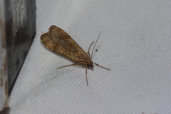 Nomophila noctuella